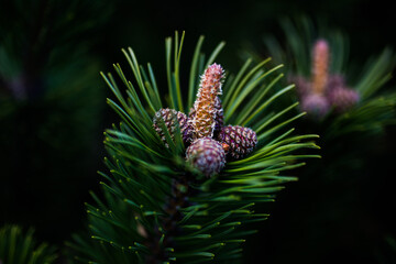 Nadelbaum Busch Strauch Äste Nadeln Grün Wald Knospen Zapfen Braun