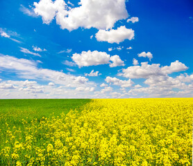 Rapeseed and wheat field