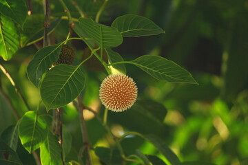 flower of a sunflower like