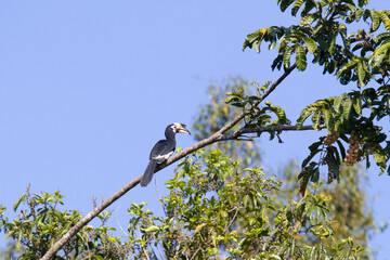 Oriental pied hornbill, Khaoyai National Park, Thailand