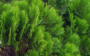 Arborvitaes (Thuja spp.), in shallow focus, evergreen members of the cypress family