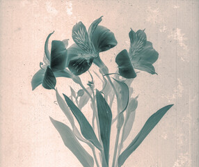 Lilies flowers. Daguerreotype style. Film grain. Vintage photography. Botanical negative x-rays...