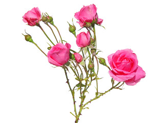 Rose branch with buds, leaves and pink rose flowers isolated on white