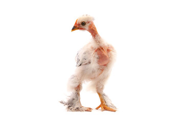 White chicken isolated on white