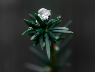 Cis pospolity Physocarpus opulifolius zdjęcie macro, roślina ze śniegiem