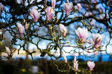 Magnolien Baum Blüte Frühling April Frühjahr Aufblühen Floral Weiß Rosa Pink Himmel Äste