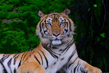 Fototapeta na wymiar A tiger ready to attack looking at you