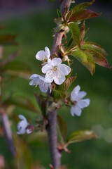 Ast mit Kirschblüte