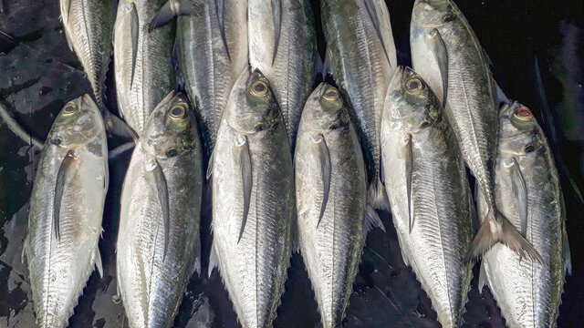 Pangkalpinang City, Bangka Belitung Islands (March - 2021): Fresh sea fish, Megalaspis cordyla, which is sold at a local market called (Morning Market), in Pangkalpinang City, Indonesia.