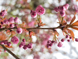 Kirschblüte