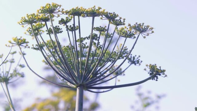 Fennel flower on a green background. Flower of dill,garden of aromatic herbs, medicinal, spice plant,caraway and cumin plant,Fennel