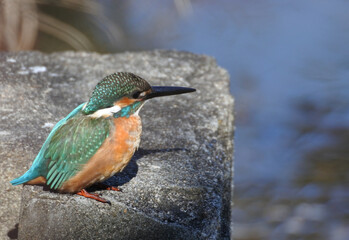 Kingfisher on a concrete block is facing to the right. Close-up size.