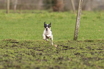 Obraz na płótnie Canvas Active Jack Russell Terrier running outside on the green grass. The ears flap in the wind. Young enthusiastic and healthy dog