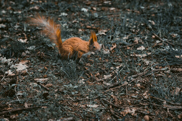 Squirrel looking for food
