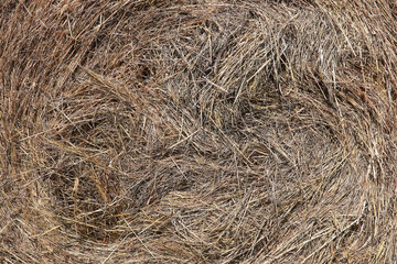 Bright spring greens at dawn in the forest. Nature comes to life in early spring.