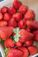 Frische Erdbeeren - Gruppe von Beeren