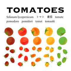 カラフルなトマトのポスター風ベクターイラスト