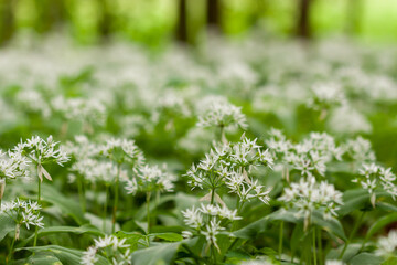 Fototapeta premium Wild garlic carpet in forest ready to harvest. Ramsons or bear's garlic growing in forest in spring. Allium ursinum.