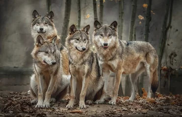 Selbstklebende Fototapeten A pack of four wolves (Canis lupus) in the leaves © Tomas Hejlek