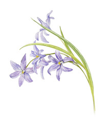 A bouquet of the first spring flowers. Watercolour illustration of the delicate flowers of chionodox.