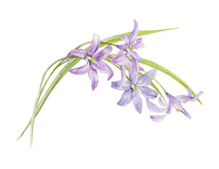 A bouquet of the first spring flowers. Watercolor illustration of delicate lilac flowers.