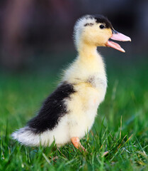 Cute small fluffy duckling outdoor. Yellow baby duck bird on spring green grass discovers life. Organic farming, animal rights
