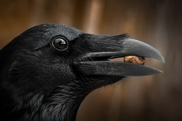 Detail portrait of raven with an open beak holding a nut, Close-up of black bird 