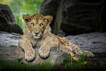 Lion cub (Panthera leo leo) lying on a rock and looking at the camera