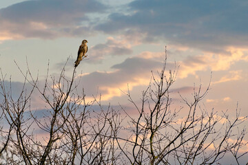 Eurasian Kestrel, Falco tinnunculus sitting on the tree against the colorful blue and orange dramatic sky