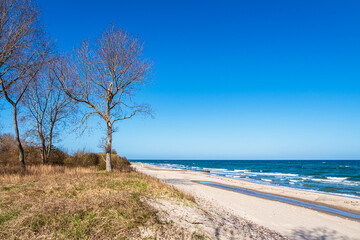 Fototapeta na wymiar Bäume an der Küste der Ostsee bei Kühlungsborn