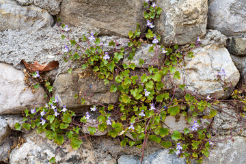 Kenilworth ivy, Cymbalaria muralis. Wild climbing plant on an old wall