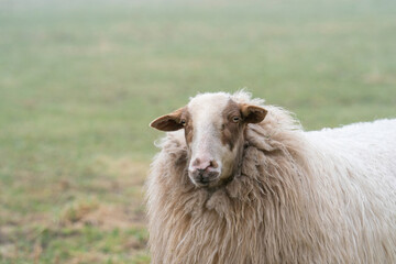 One sheep in the mist. The sheep looks into the camera, detail shot, part of body. Sheep stands in the spring grass. Agriculture and extensive traditional sheep breeding