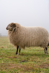 Obraz premium One sheep in the mist. The sheep looks into the camera, detail shot, in full body. Sheep stands in the spring grass. Agriculture and extensive traditional sheep breeding