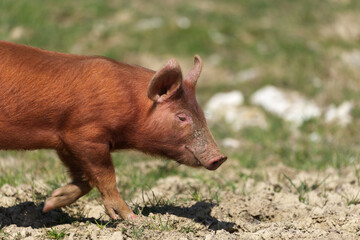 tamworth piglet close up walking © Jason Reid