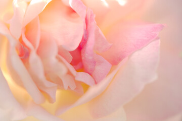 Fototapeta na wymiar アプリコットピンクの薔薇の花びらマクロ