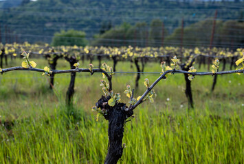 New growth sprouts along grapevines on a wire trellis in an Oregon vineyard, rough bark contrasting...