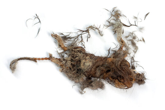 Dead dry rat carcasses isolated on white background.