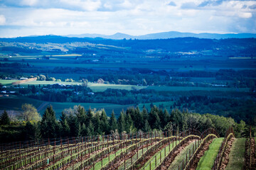 Rows of grapevines crest over the curve of a hill, forest behind and a valley view lit by afternoon sun, an Oregon scene.