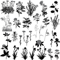 Silhouettes of flowers and plants: anemone, aster, clover, iris, kerria, peony, phlox and meadow plants