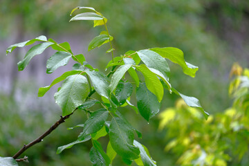 Close-up of green leaves on branches of walnut tree with water drops.