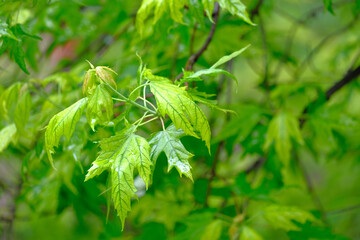Close-up of green leaves on branches of maple tree with water drops.