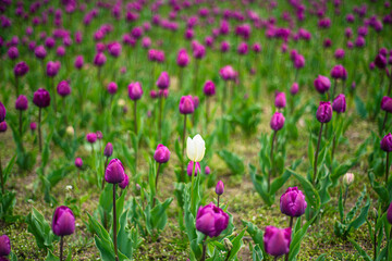 Fototapeta premium beautiful purple tulip on a gray background close-up, growing tulips, many beautiful yellow flowers in a city park
