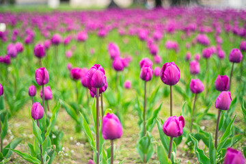 Obraz premium beautiful purple tulip on a gray background close-up, growing tulips, many beautiful yellow flowers in a city park