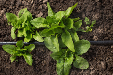 Growing spinash in opened ground. Using drip irrigation tape.