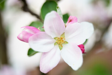 Fototapeta na wymiar Apple tree white flowers and leaves on spring time