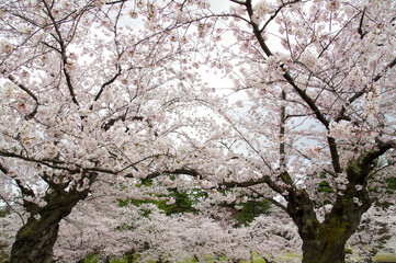 弘前公園に咲く満開のソメイヨシノ