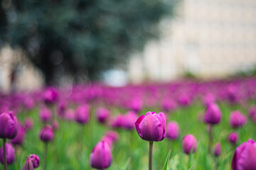 Obraz premium tulips in spring, purple tulips in spring on a flower bed in the park, cultivation of tulnans flowering field, pink flower stem and leaves close-up on the background of the ground