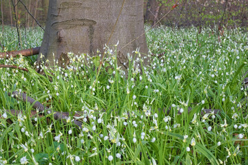 Wunderlauch (Allium paradoxum), Deutschland, Europa