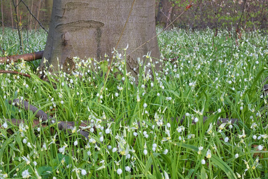 Wunderlauch (Allium paradoxum), Deutschland, Europa