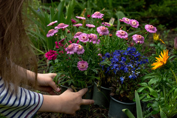 A girl is planting spring flowers in her backyard garden. Gardening, planting flowers. Flower care